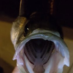 何か釣れるだろう～～？