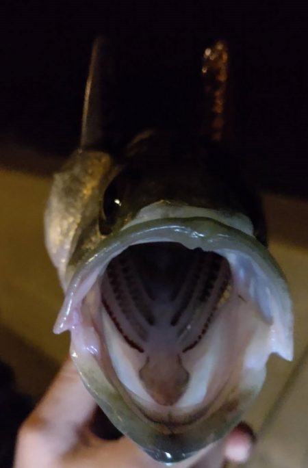 何か釣れるだろう～～？