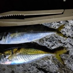 何か釣れるだろ~