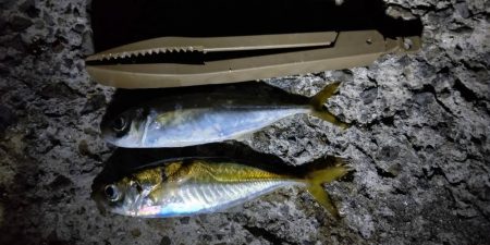 何か釣れるだろ~