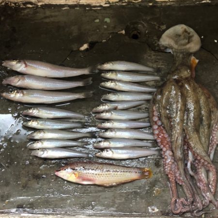 タコ＆キス釣り