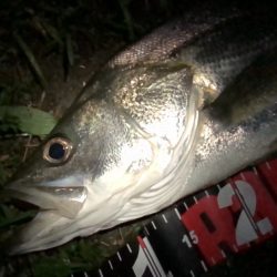 円山川シーバス