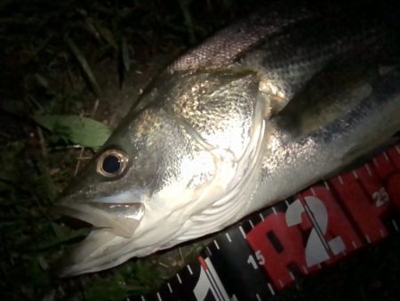 円山川シーバス