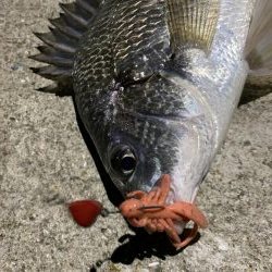 7/2 1日目チニング