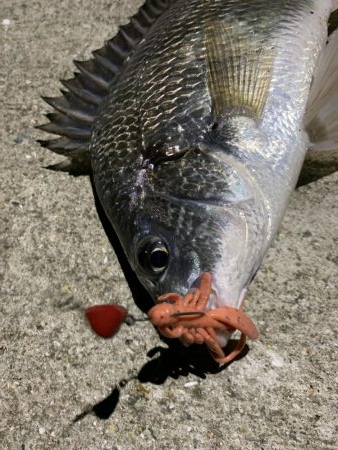 7/2 1日目チニング