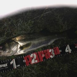 円山川シーバス