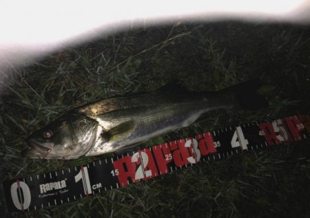 円山川シーバス