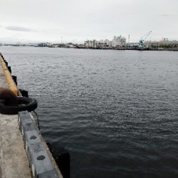 年無しゲットかと思いきや。