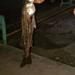 シーバス！ラッキー