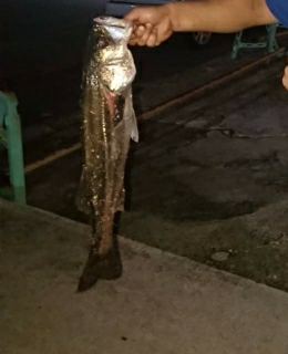 シーバス！ラッキー