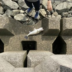 真っ昼間にトップシーバス！！ハーモニカ！！