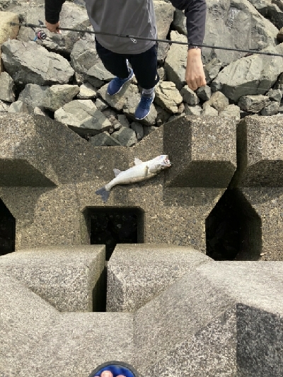 真っ昼間にトップシーバス！！ハーモニカ！！