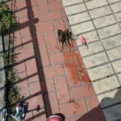 ダイソーエギ改