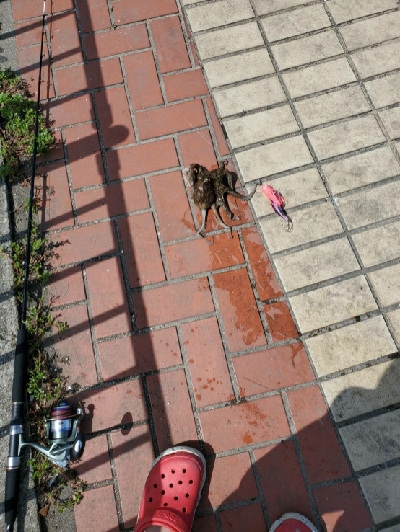 ダイソーエギ改