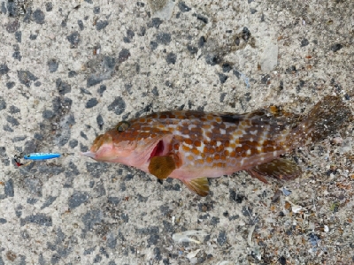 カサゴ、キジハタ等五目