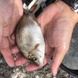 西大分赤灯台の釣果