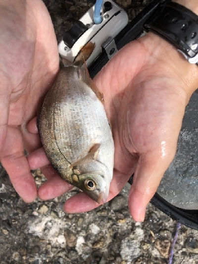 西大分赤灯台の釣果