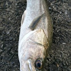 ボイル祭りに遭遇!!良型トップシーバスゲット!!