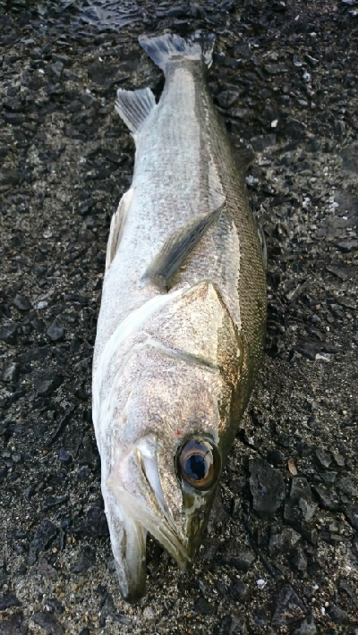 ボイル祭りに遭遇！！良型トップシーバスゲッ…