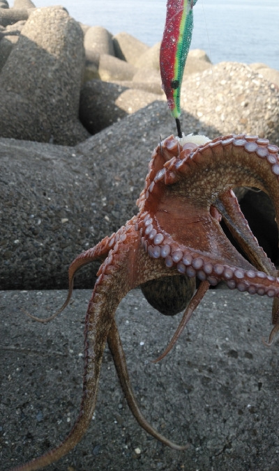 今期は良い型が揃ってます