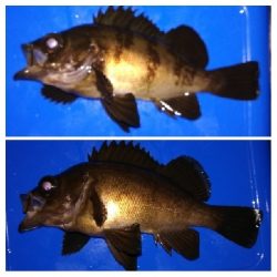 アジング1915〜2035