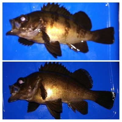 アジング1915〜2035