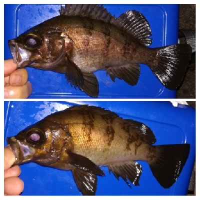 アジング1850〜2020