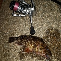 雨が止んだので・・・