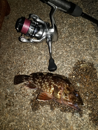 雨が止んだので・・・