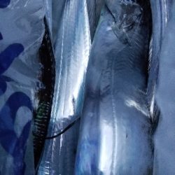 タチウオ&ツバス