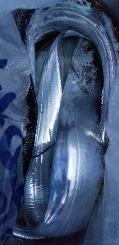 タチウオ&ツバス