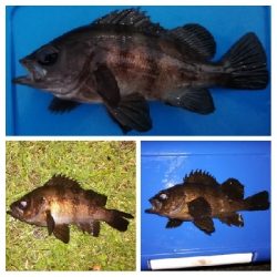 アジング1850〜1930 2110〜2146