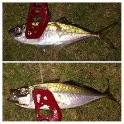 アジング1855〜2145