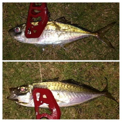 アジング1855〜2145