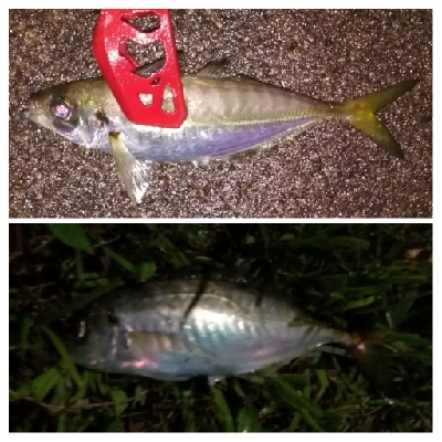 アジング1900〜2055