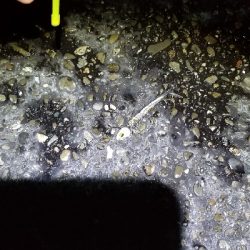 キス釣りからタチウオまで。好調!