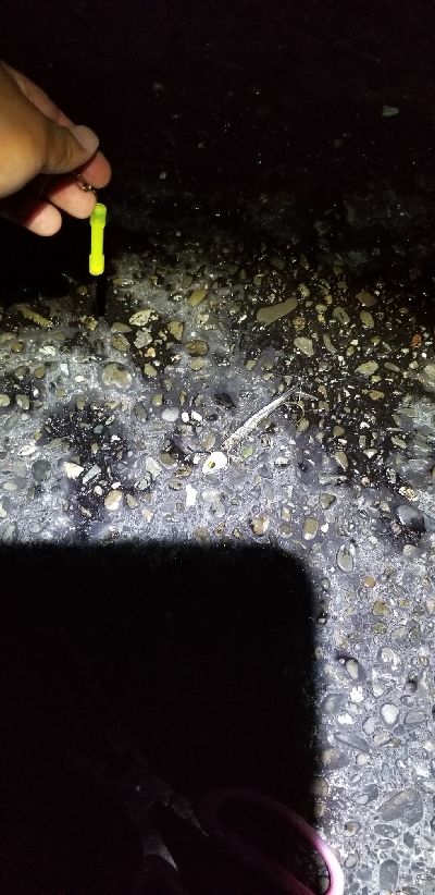 キス釣りからタチウオまで。好調!