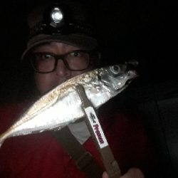 まだ、アジはおるかぇー?