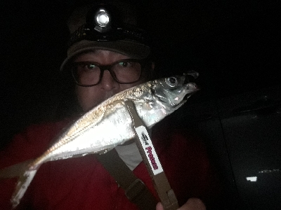 まだ、アジはおるかぇー?