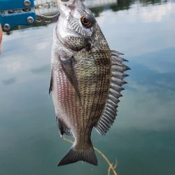 今日もチヌ狙い
