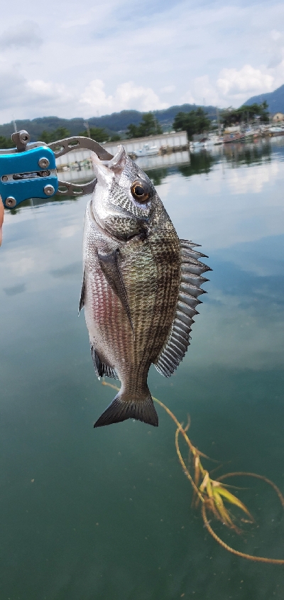 今日もチヌ狙い