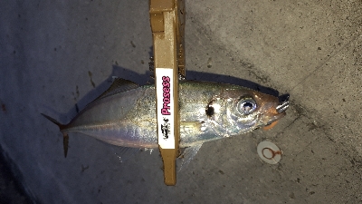 もう、そろそろ・・・潮時かなぁ~下手なブロ…