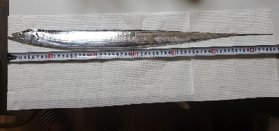 二回目のタチウオ～