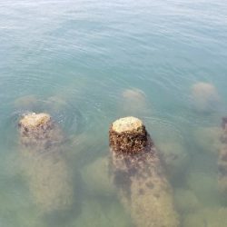 モジャコとチビタチ….