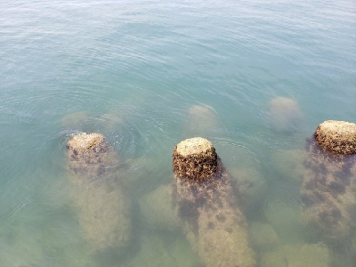 モジャコとチビタチ….