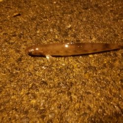 ナイトライトゲーム