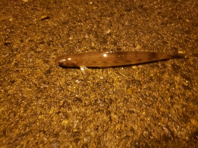 ナイトライトゲーム