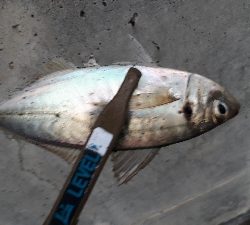 雨にも負けず(笑)