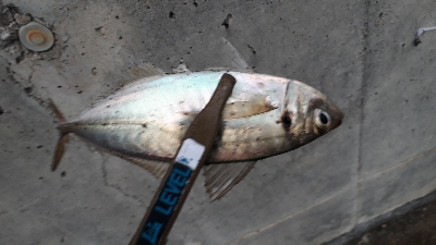 雨にも負けず(笑)