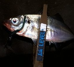 夕まづめフィッシング